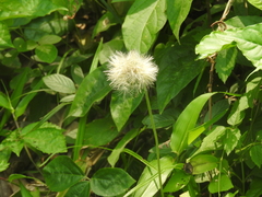 Asteraceae