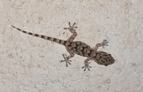 Moorish Gecko
