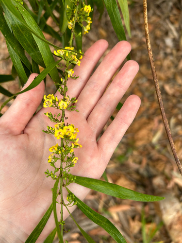Daviesia arborea observed 2026-10-13