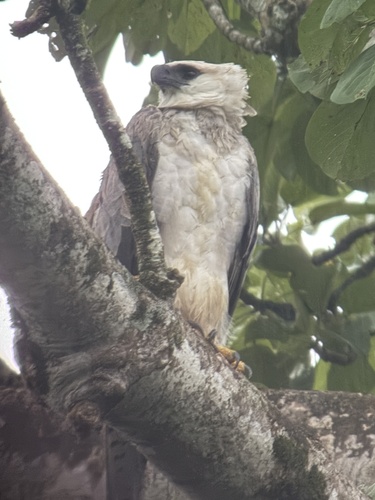 Harpy Eagle photograph by the iNaturalist community