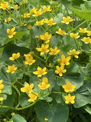 Caltha palustris radicans