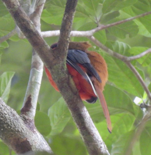 Harpactes ardens observed 2026-08-17