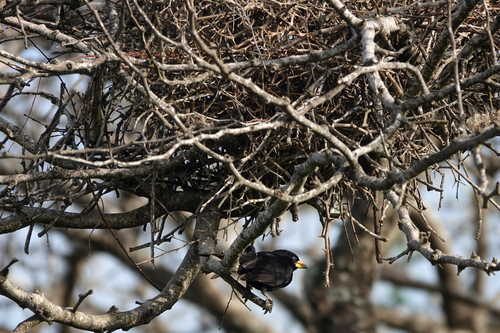 iNaturalist image