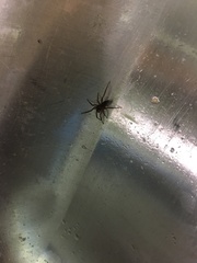 Herpyllus propinquus