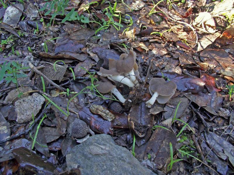 Helvella albella