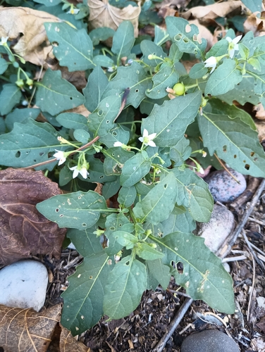 eastern black nightshade