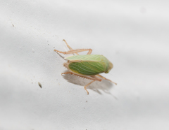 Draeculacephala navicula