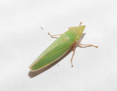 Draeculacephala navicula