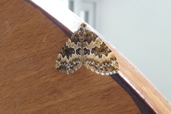 Electrophaes corylata