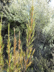Dracophyllum oliveri