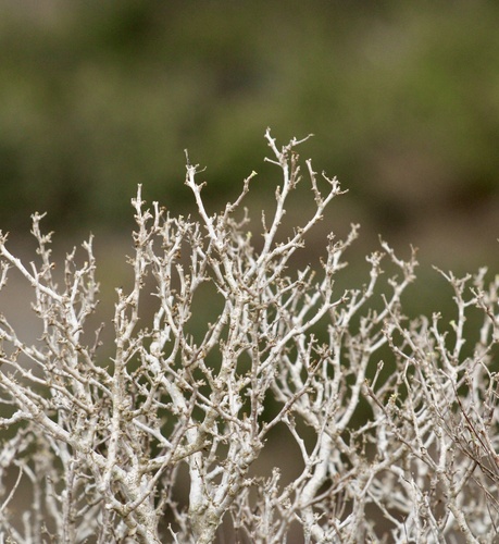 Euphorbia misera, 2026-10-12