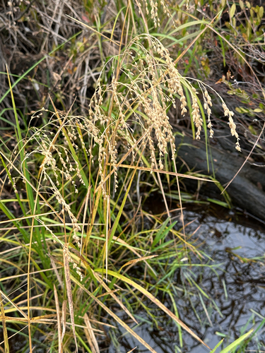Glyceria canadensis, 2026-10-12