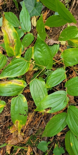 Disporum observed 2026-10-13