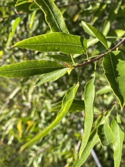 Dodonaea viscosa angustifolia