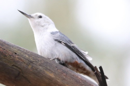 Interior West White-breasted Nuthatch