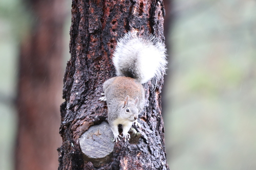 Abert's Squirrel