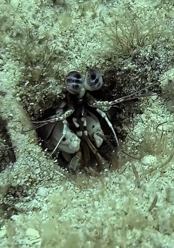 Odontodactylus brevirostris, 2026-10-10