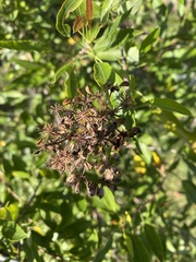 Dodonaea viscosa angustifolia
