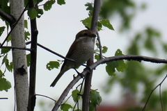 Lanius collurio