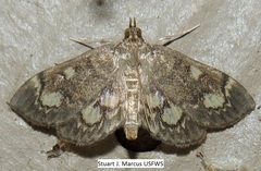 Anania plectilis
