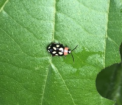 Omophoita simulans