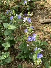 Veronica chamaedrys