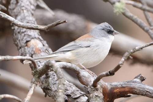 Dark-eyed Junco