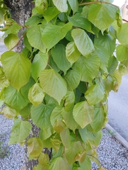 Tilia cordata