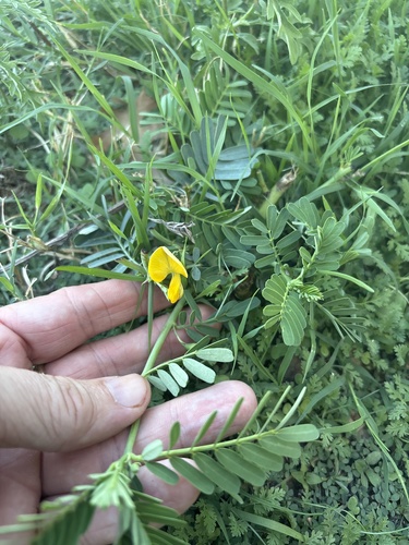Bigpod sesbania (Sesbania herbacea)