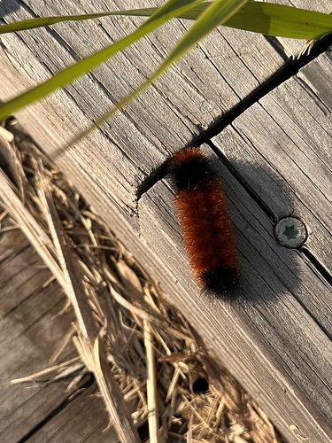 Isabella Tiger Moth