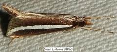 Carectocultus perstrialis