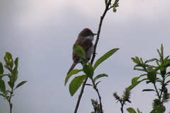Curruca communis