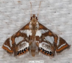 Chrysendeton medicinalis