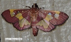 Colomychus talis
