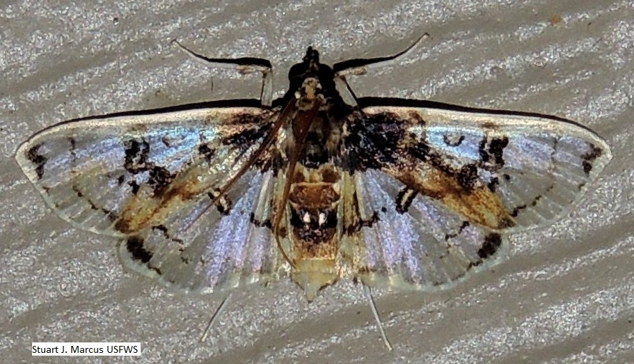 Ornate Compacta Moth