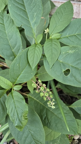 American pokeweed