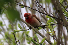 Carpodacus erythrinus