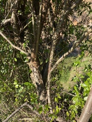 Dodonaea viscosa angustifolia