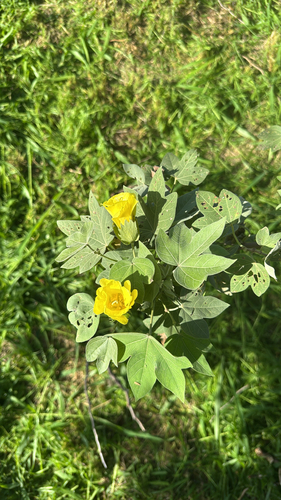 Gossypium tomentosum observed 2026-10-13