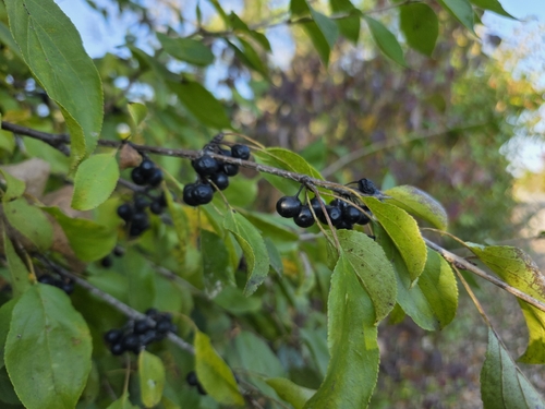 common buckthorn