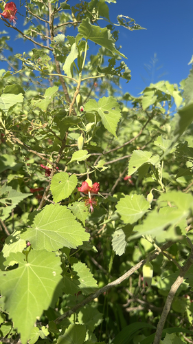 Abutilon menziesii observed 2026-10-13