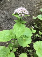 Valeriana pyrenaica