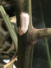 Pulvinaria floccifera