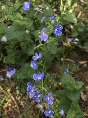 Veronica chamaedrys