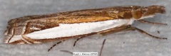 Crambus quinquareatus