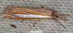 Crambus satrapellus