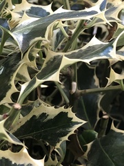 Pulvinaria floccifera