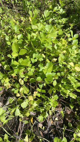 Apium graveolens observed 2026-10-13