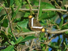 Adelpha fessonia