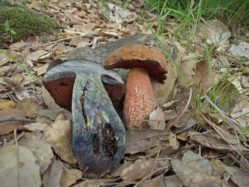 Representative image of Suillellus mendax